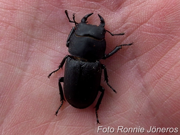 Ekoxe hona (Lucanus cervus)